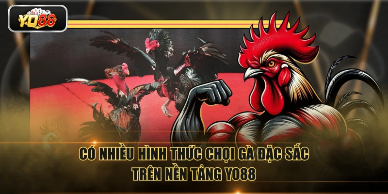 Có nhiều hình thức chọi gà đặc sắc trên nền tảng YO88