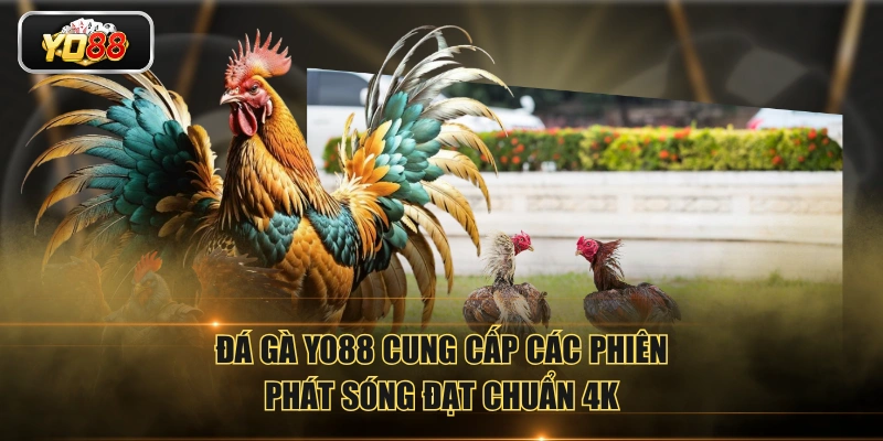 Đá gà YO88 cung cấp các phiên phát sóng đạt chuẩn 4K